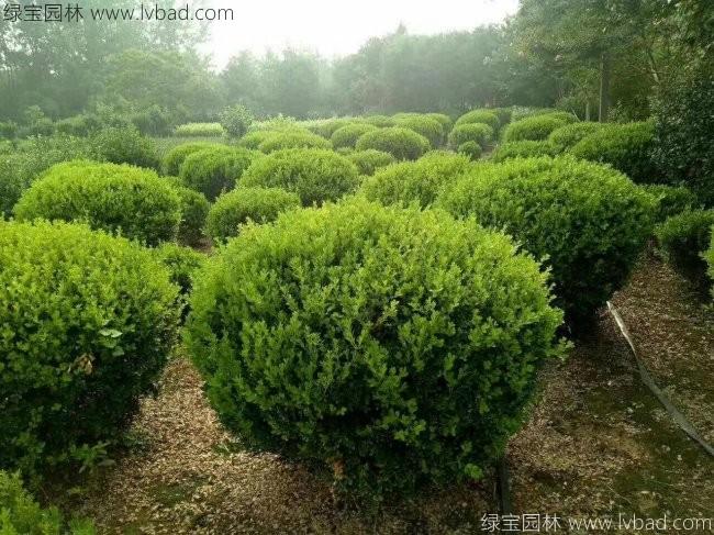 <a href='http://fscangbo.com/qiuleizhiwu/3499.html' target='_blank'>小葉黃楊球</a>