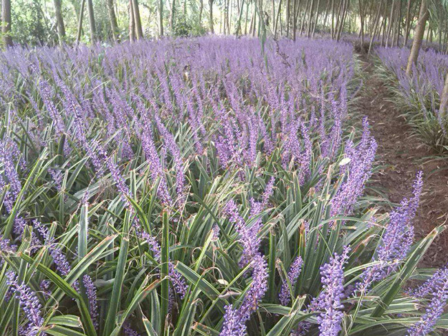 金邊<a href='http://fscangbo.com/caobenzhiwu/3396.html' target='_blank'>沿階草</a>