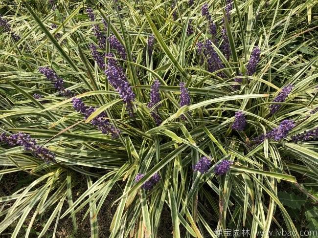 金邊<a href='http://fscangbo.com/caobenzhiwu/3396.html' target='_blank'>沿階草</a>