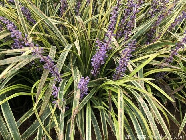 <a href='http://fscangbo.com/caobenzhiwu/3398.html' target='_blank'>金邊沿階草</a>