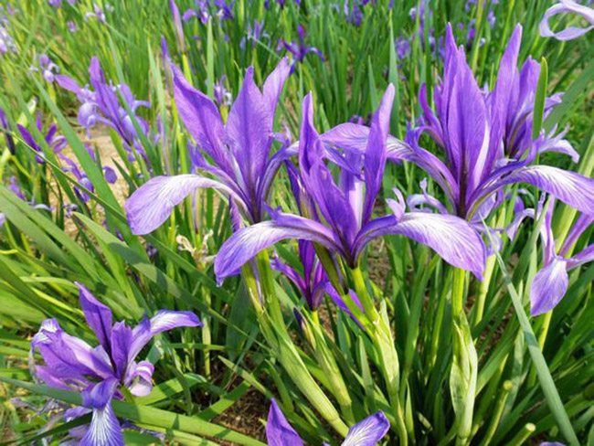 <a href='http://fscangbo.com/caohuazhongzi/1591.html' target='_blank'>馬蘭</a>花