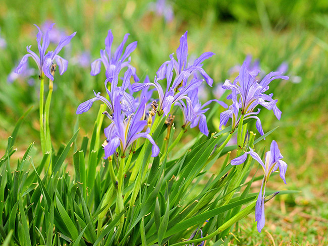 <a href='http://fscangbo.com/caohuazhongzi/1591.html' target='_blank'>馬蘭</a>花