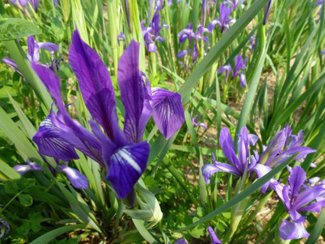 <a href='http://fscangbo.com/caobenzhiwu/3383.html' target='_blank'>馬蘭花</a>