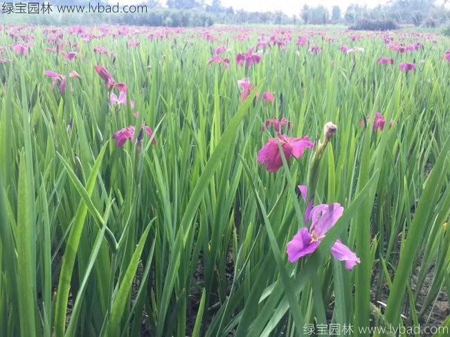 <a href='http://fscangbo.com/shuishengshuicao/3437.html' target='_blank'>水生鳶尾</a>