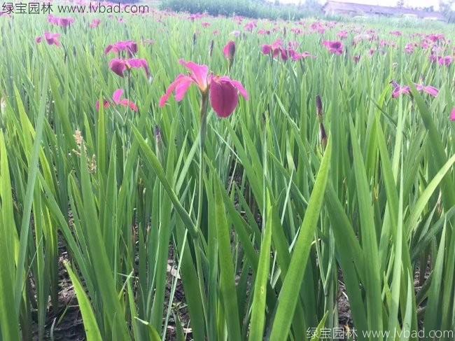 水生<a href='http://fscangbo.com/caohuazhongzi/1578.html' target='_blank'>鳶尾</a>