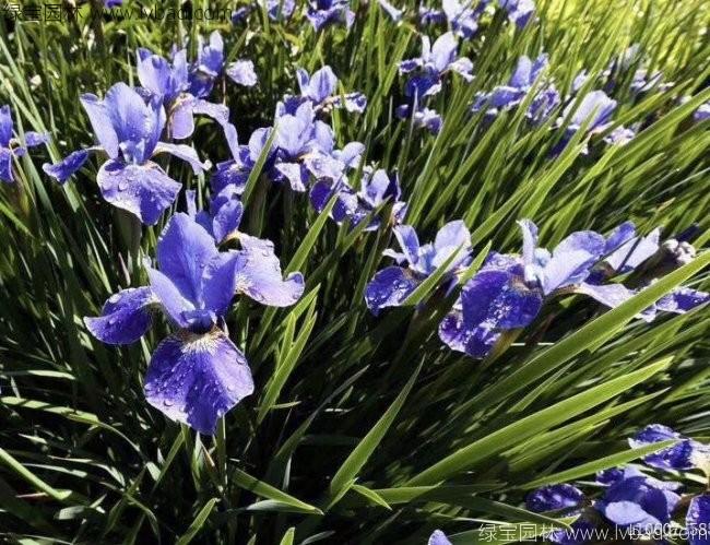 水生<a href='http://fscangbo.com/caohuazhongzi/1578.html' target='_blank'>鳶尾</a>