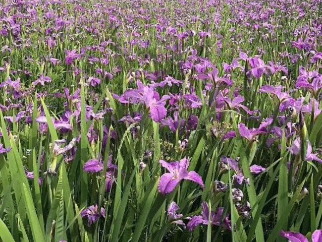 德國<a href='http://fscangbo.com/caohuazhongzi/1578.html' target='_blank'>鳶尾</a>