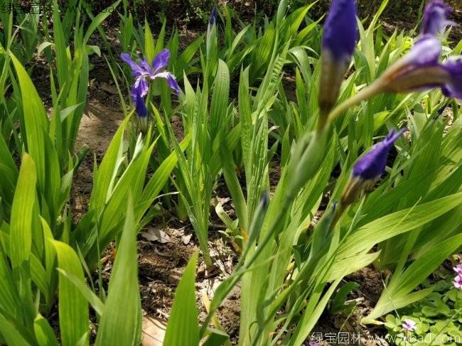 <a href='http://fscangbo.com/caobenzhiwu/3388.html' target='_blank'>常綠鳶尾</a>