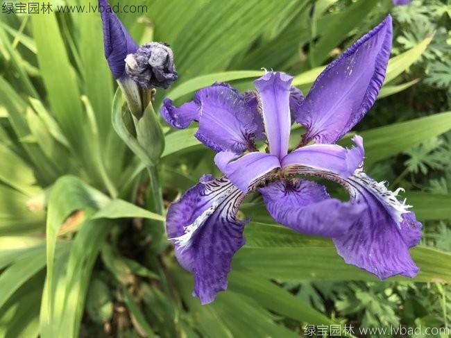 常綠<a href='http://fscangbo.com/caohuazhongzi/1578.html' target='_blank'>鳶尾</a>