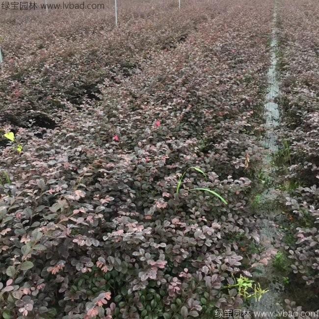 <a href='http://fscangbo.com/yaocaizhongzi/2335.html' target='_blank'>紅花</a>繼木