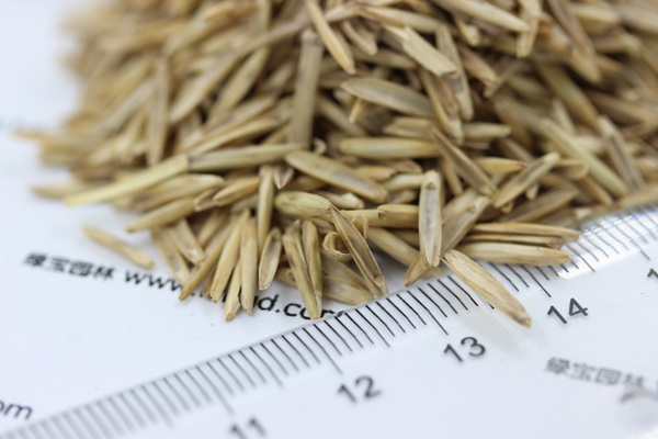 冰草<a href='http://fscangbo.com/' target='_blank'>種子</a>