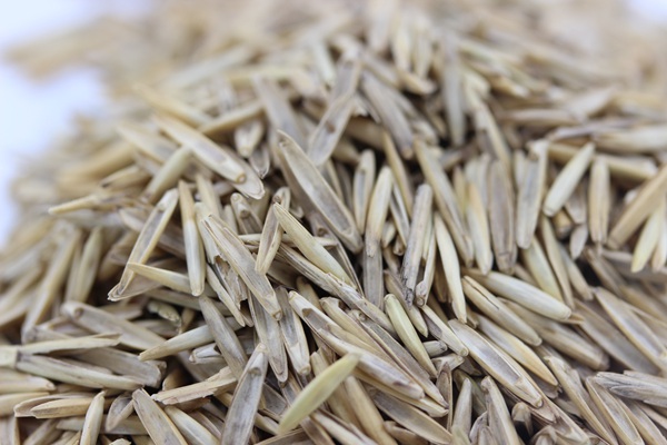 <a href='http://fscangbo.com/mucaozhongzi/1665.html' target='_blank'>冰草種子</a>