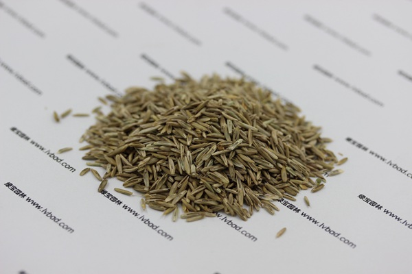 一年生黑麥草種子