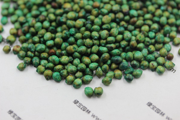 甜高粱<a href='http://fscangbo.com/' target='_blank'>種子</a>