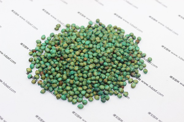 甜高粱<a href='http://fscangbo.com/' target='_blank'>種子</a>