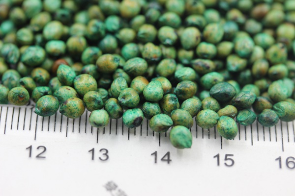 甜高粱<a href='http://fscangbo.com/' target='_blank'>種子</a>