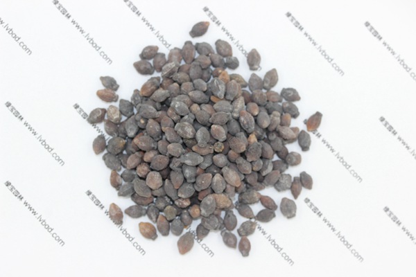 <a href='http://fscangbo.com/caohuazhongzi/1658.html' target='_blank'>紫茉莉</a><a href='http://fscangbo.com/' target='_blank'>種子</a>