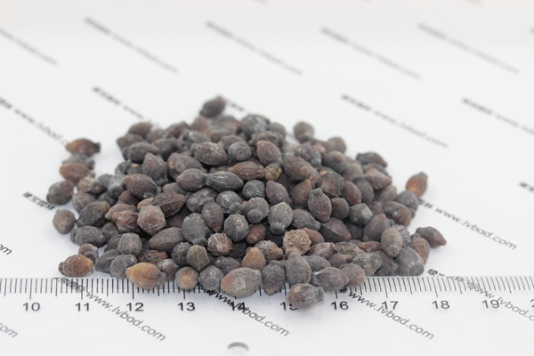 <a href='http://fscangbo.com/caohuazhongzi/1658.html' target='_blank'>紫茉莉種子</a>