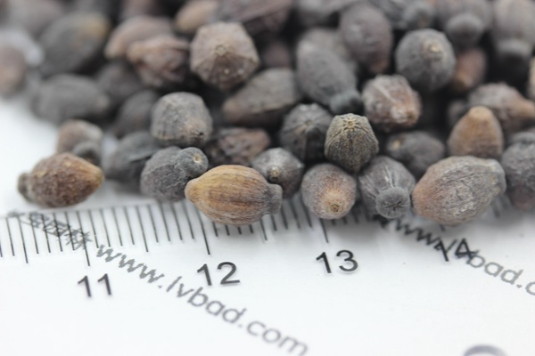 <a href='http://fscangbo.com/caohuazhongzi/1658.html' target='_blank'>紫茉莉</a><a href='http://fscangbo.com/' target='_blank'>種子</a>