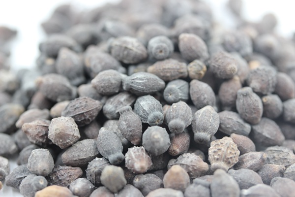 <a href='http://fscangbo.com/caohuazhongzi/1658.html' target='_blank'>紫茉莉種子</a>