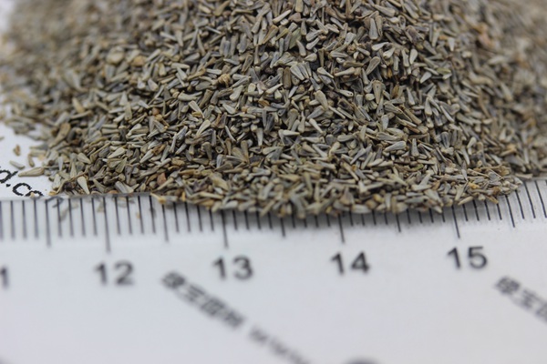 五色梅<a href='http://fscangbo.com/' target='_blank'>種子</a>