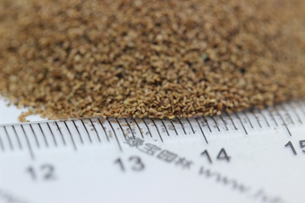 <a href='http://fscangbo.com/caohuazhongzi/1610.html' target='_blank'>千屈菜種子</a>