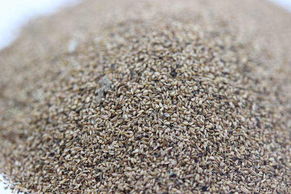 千屈菜<a href='http://fscangbo.com/' target='_blank'>種子</a>