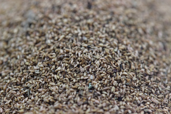 <a href='http://fscangbo.com/caohuazhongzi/1610.html' target='_blank'>千屈菜</a><a href='http://fscangbo.com/' target='_blank'>種子</a>