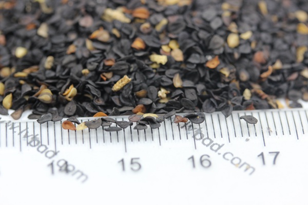 <a href='http://fscangbo.com/caohuazhongzi/1598.html' target='_blank'>美國石竹種子</a>