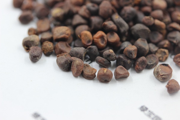 <a href='http://fscangbo.com/caohuazhongzi/1591.html' target='_blank'>馬蘭種子</a>