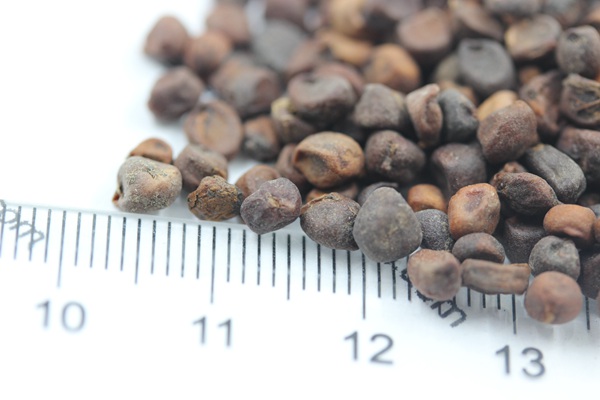 <a href='http://fscangbo.com/caohuazhongzi/1591.html' target='_blank'>馬蘭</a><a href='http://fscangbo.com/' target='_blank'>種子</a>