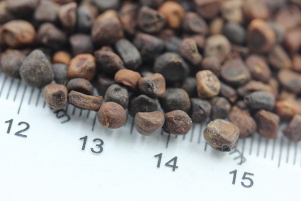 <a href='http://fscangbo.com/caohuazhongzi/1591.html' target='_blank'>馬蘭種子</a>