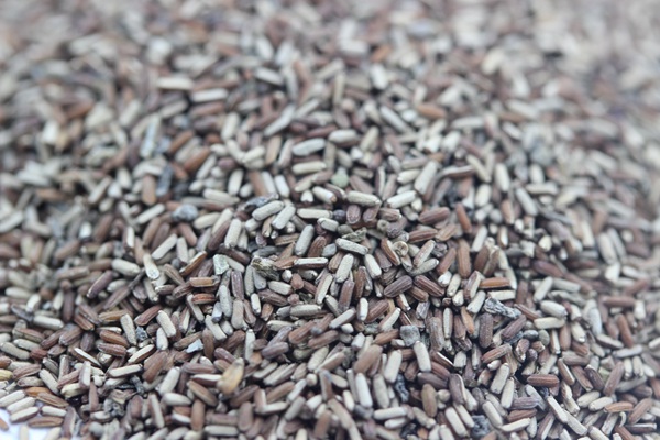 <a href='http://fscangbo.com/caohuazhongzi/1590.html' target='_blank'>馬鞭草種子</a>