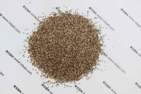 <a href='http://fscangbo.com/caohuazhongzi/1590.html' target='_blank'>馬鞭草</a><a href='http://fscangbo.com/' target='_blank'>種子</a>