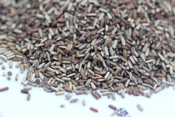 <a href='http://fscangbo.com/caohuazhongzi/1590.html' target='_blank'>馬鞭草</a><a href='http://fscangbo.com/' target='_blank'>種子</a>