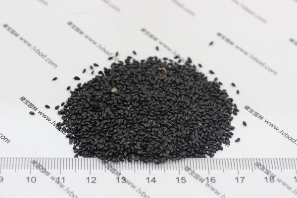 耬斗菜<a href='http://fscangbo.com/' target='_blank'>種子</a>