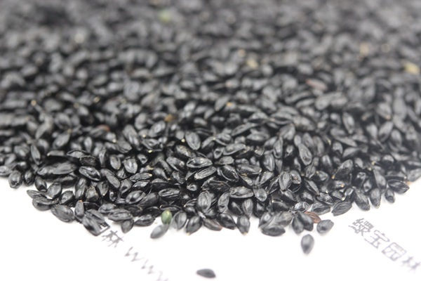 <a href='http://fscangbo.com/caohuazhongzi/1586.html' target='_blank'>耬斗菜</a><a href='http://fscangbo.com/' target='_blank'>種子</a>