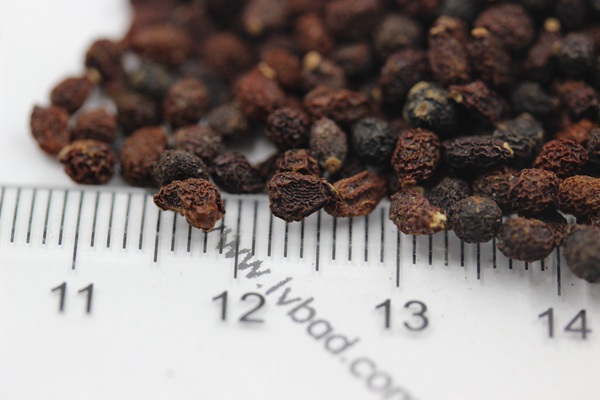 藍花鳶尾<a href='http://fscangbo.com/' target='_blank'>種子</a>