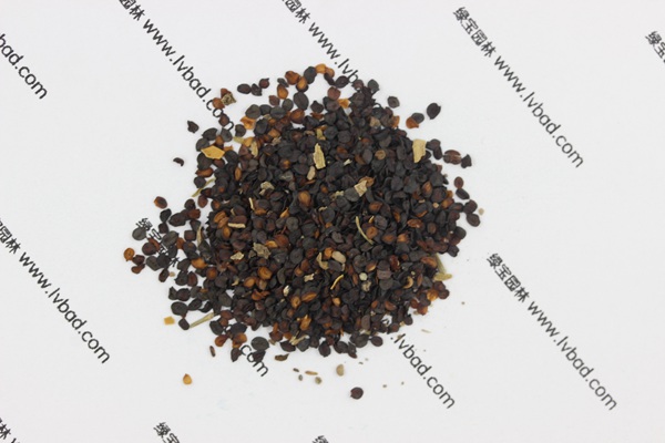 <a href='http://fscangbo.com/caohuazhongzi/1574.html' target='_blank'>康乃馨</a><a href='http://fscangbo.com/' target='_blank'>種子</a>