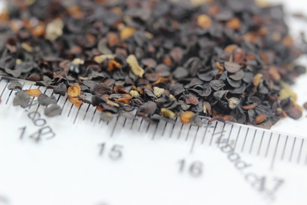 康乃馨<a href='http://fscangbo.com/' target='_blank'>種子</a>