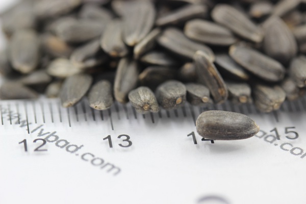 <a href='http://fscangbo.com/caohuazhongzi/1057.html' target='_blank'>觀賞向日葵種子</a>