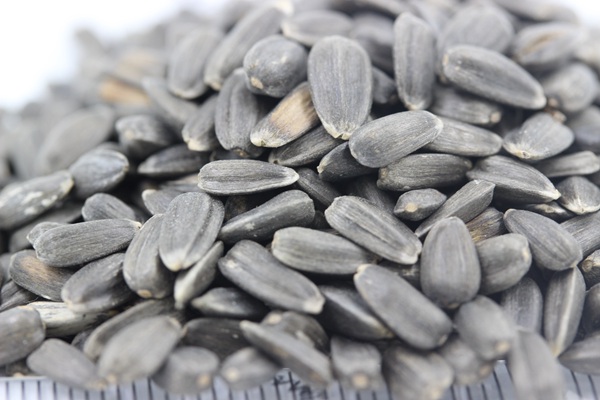 <a href='http://fscangbo.com/caohuazhongzi/1057.html' target='_blank'>觀賞向日葵</a><a href='http://fscangbo.com/' target='_blank'>種子</a>