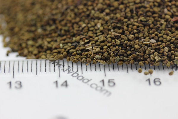 半枝蓮<a href='http://fscangbo.com/' target='_blank'>種子</a> <a href='http://fscangbo.com/caohuazhongzi/1022.html' target='_blank'>半枝蓮種子</a>