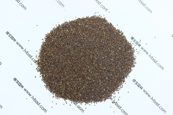 矮牽<a href='http://fscangbo.com/' target='_blank'>種子</a>