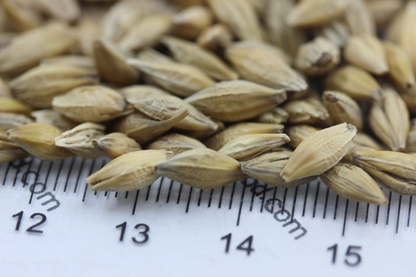 <a href='http://fscangbo.com/mucaozhongzi/9.html' target='_blank'>大麥種子</a>