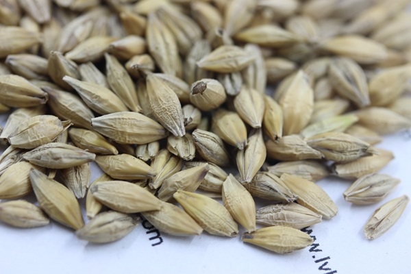 <a href='http://fscangbo.com/mucaozhongzi/9.html' target='_blank'>大麥種子</a>