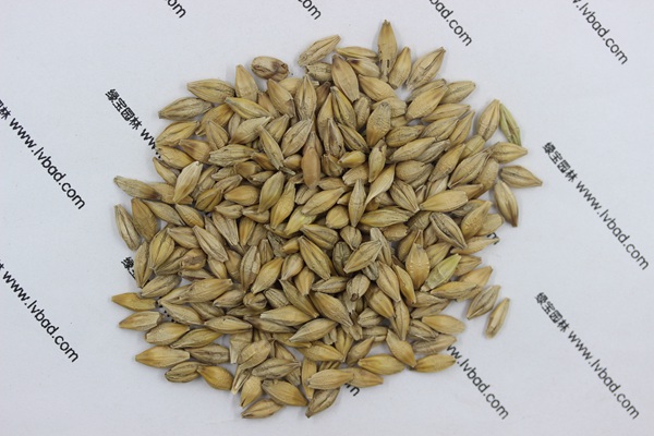 <a href='http://fscangbo.com/mucaozhongzi/9.html' target='_blank'>大麥</a><a href='http://fscangbo.com/' target='_blank'>種子</a>