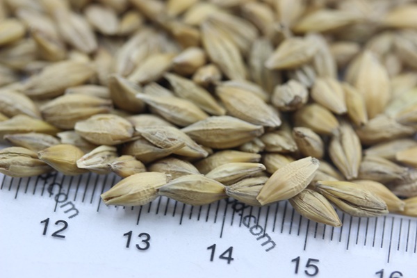 大麥<a href='http://fscangbo.com/' target='_blank'>種子</a>