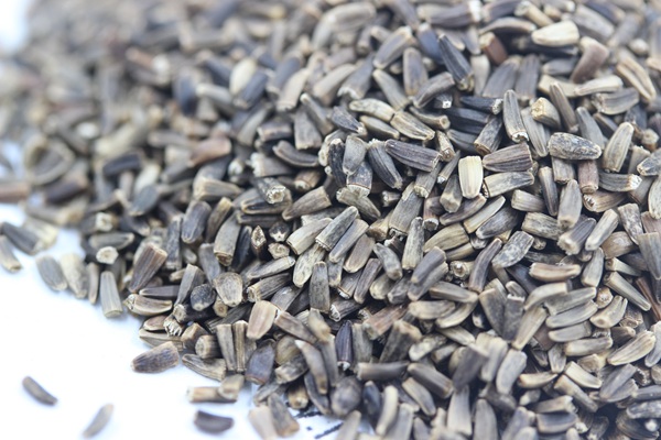 菊苣<a href='http://fscangbo.com/' target='_blank'>種子</a>