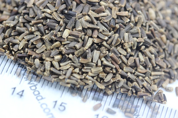 菊苣<a href='http://fscangbo.com/' target='_blank'>種子</a>